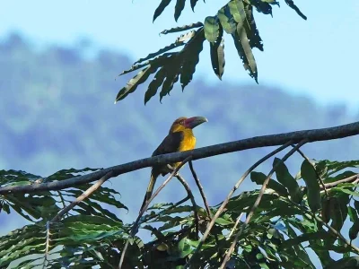 Aves_Slide